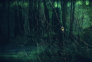 white spider web, spider, spiderwebs, green, nature