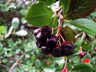 small maroon fruit during daytime