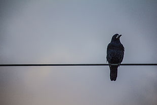 black raven, Crows, Wires, Birds