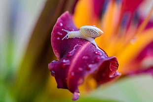 macro shot photo of snail on purple leaf, portes