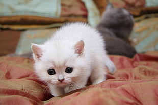 short-coated white kitten on top of orange textile