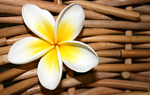 white-and-yellow petal flower on brown wicker surface