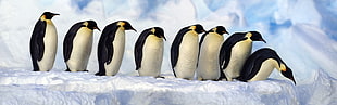 penguin lot, nature, animals, wildlife, birds
