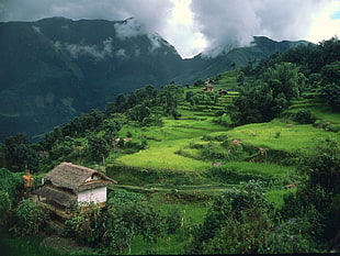 white and brown hut and rice field, landscape, Asia