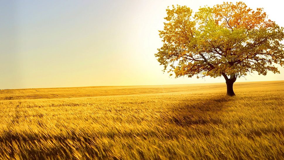 green leafed tree, fall, trees, wheat HD wallpaper