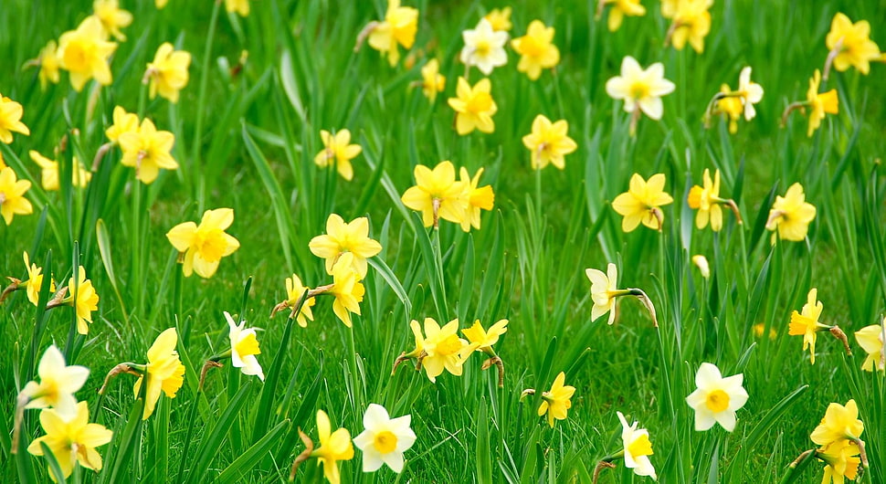 white and yellow Daffodil flower field at daytime HD wallpaper