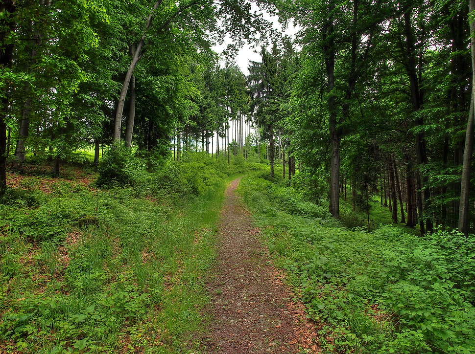 empty road inside forest at daytime HD wallpaper