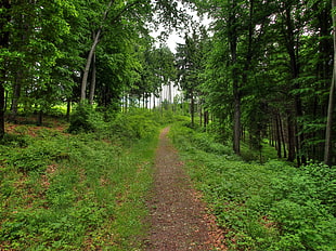 empty road inside forest at daytime