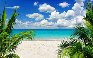 green palm trees, beach, sand, palm trees, tropical HD wallpaper