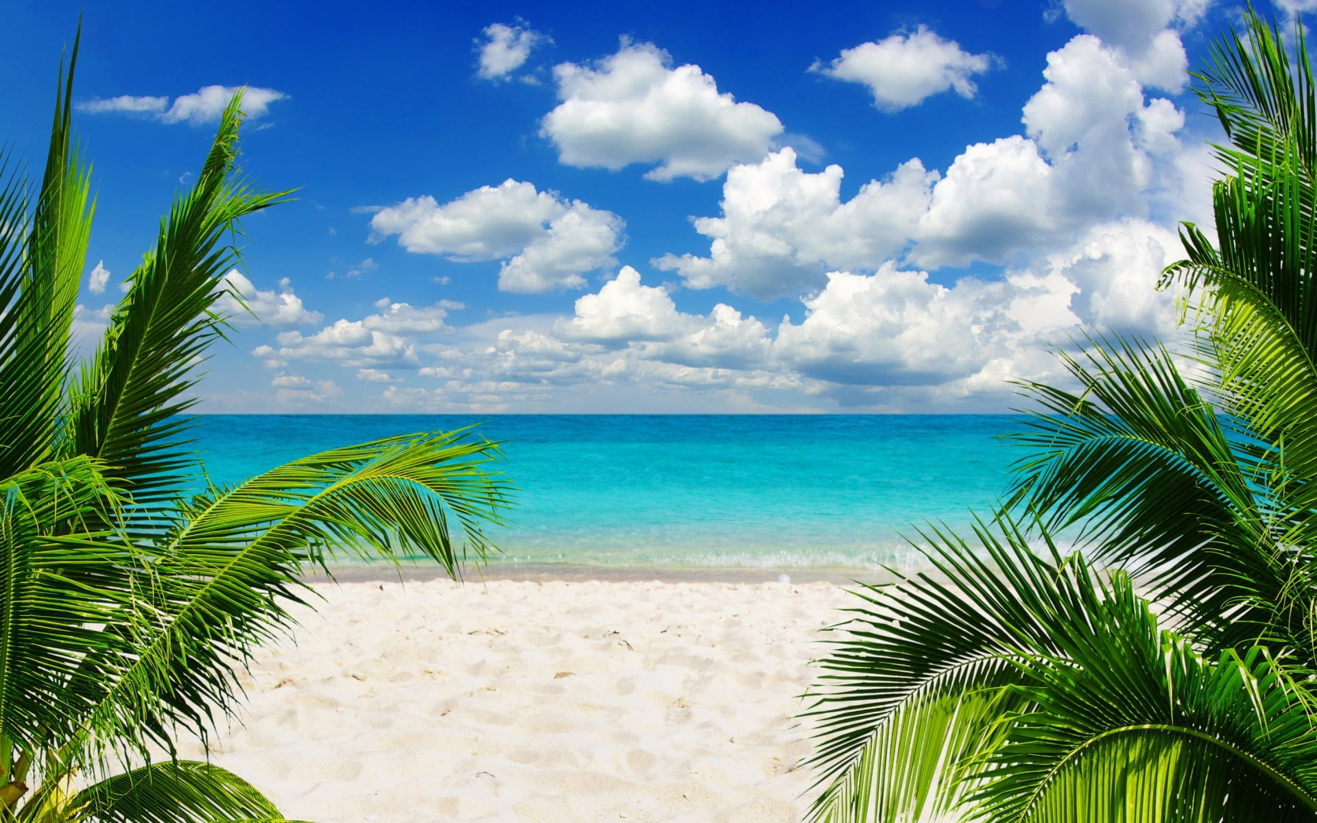 Green Palm Trees Beach Sand Palm Trees Tropical Hd Wallpaper Wallpaper ...