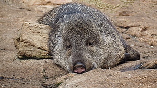 boar lying on ground