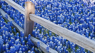 brown wooden fence in the middle of blue Lavenders