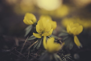 selective focus photography of yellow petaled flower, macro, flowers