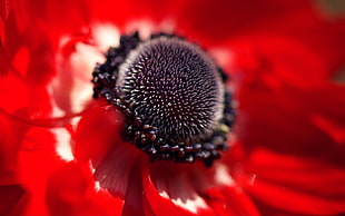 closeup photography of red Poppy flower HD wallpaper
