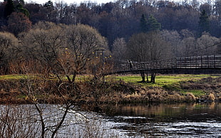 body of water near the bridge with trees