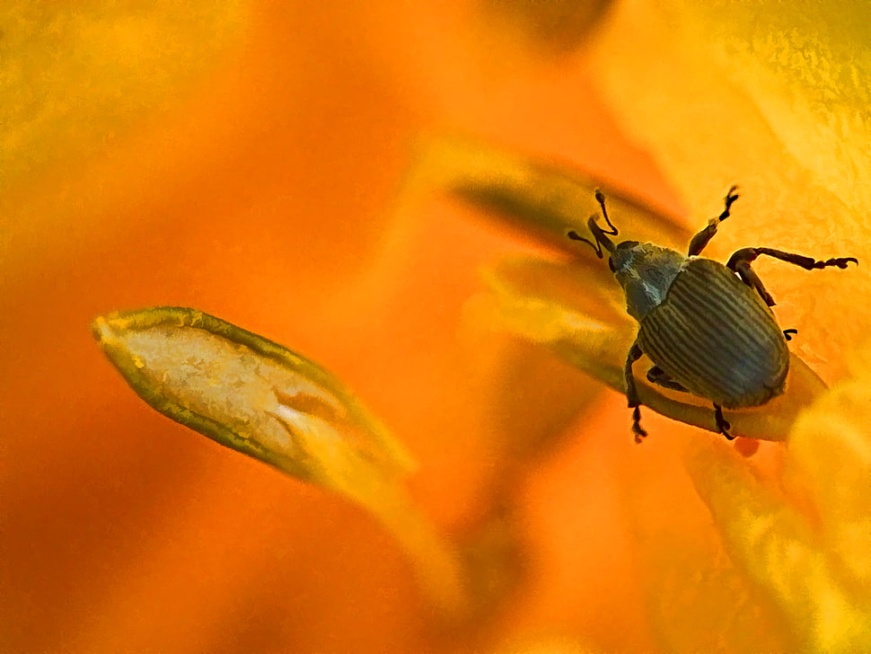 black 4-legged insect, tiny HD wallpaper