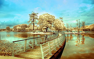 brown wooden bridge near body of water and trees under blue skies HD wallpaper