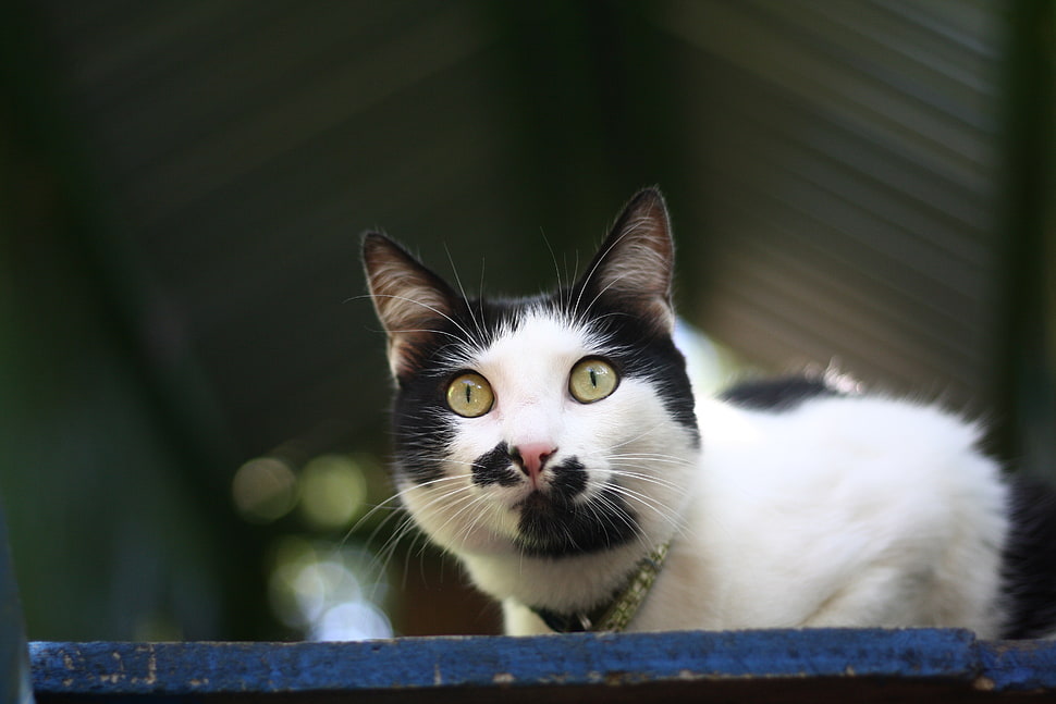 white and black cat HD wallpaper