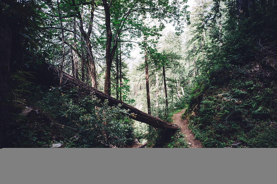 brown and green forest HD wallpaper