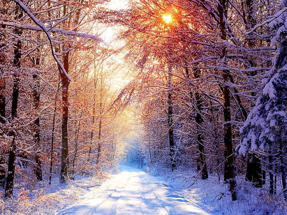 wide photography of a pathway surrounded by trees filled by snows HD wallpaper
