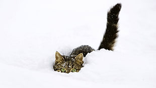 brown tabby cat, cat, snow, animals, pet