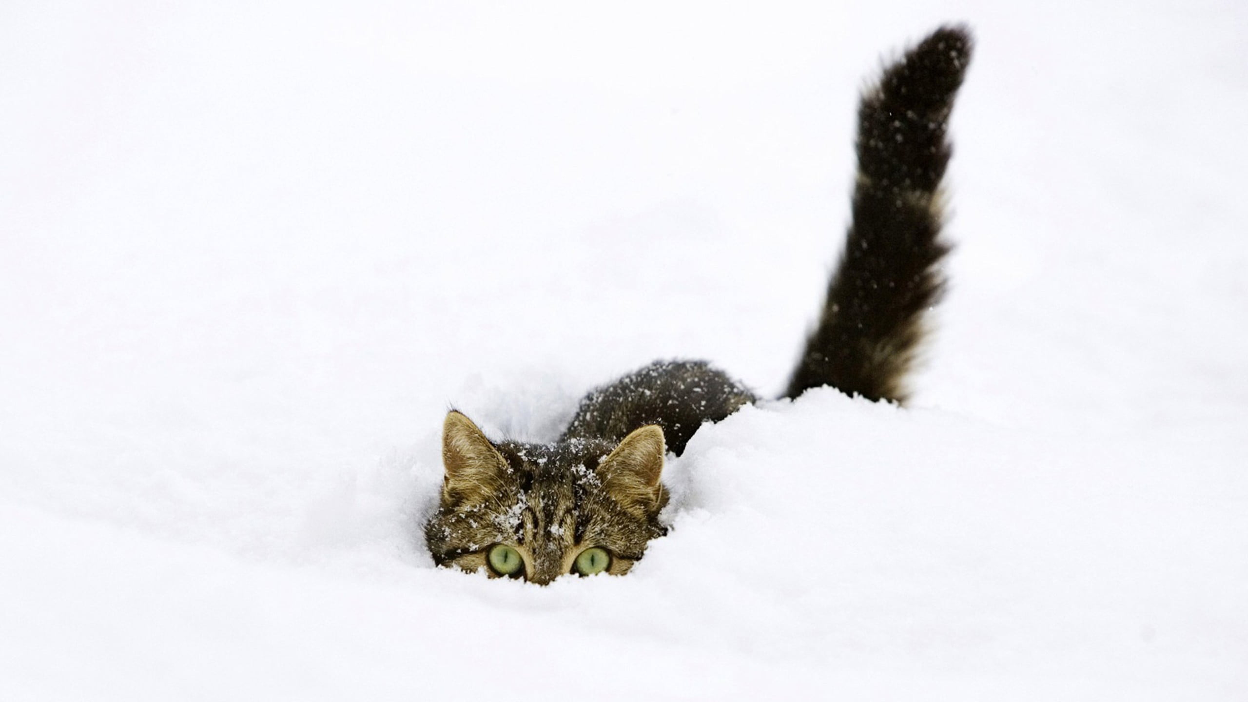 brown tabby cat, cat, snow, animals, pet HD wallpaper.