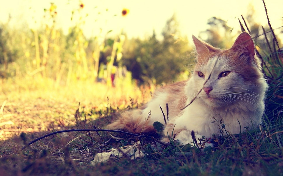 white and brown cat during daytime HD wallpaper
