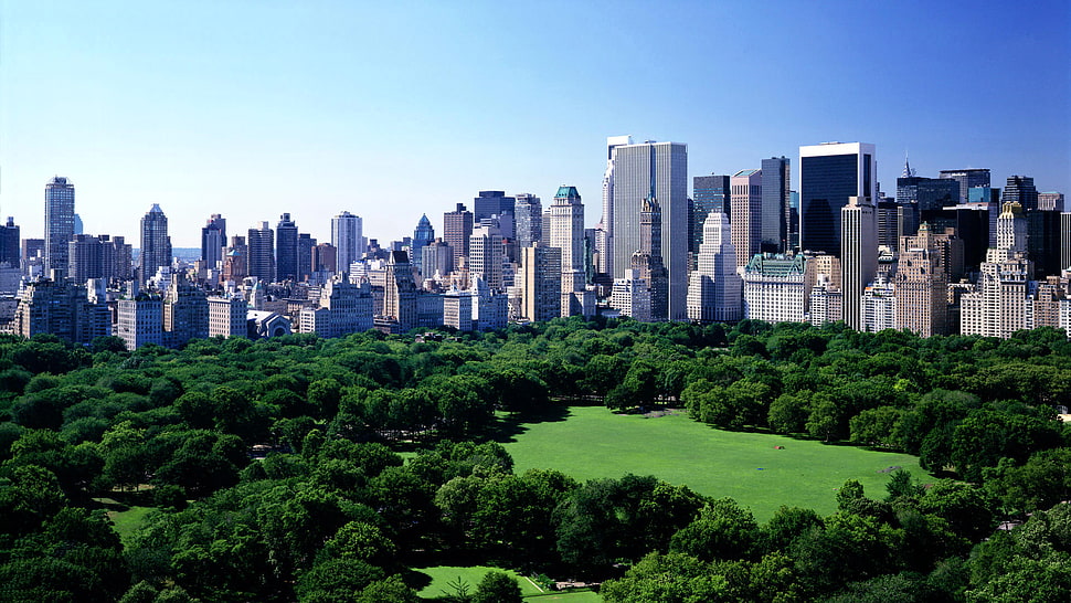 high rise buildings, nature, cityscape, New York City, USA HD wallpaper