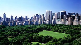 high rise buildings, nature, cityscape, New York City, USA