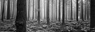 grayscale photo of forest HD wallpaper
