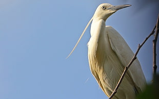 closeup photography of white Egret