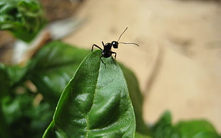 black ant and green leaf, ants, basil, macro, leaves