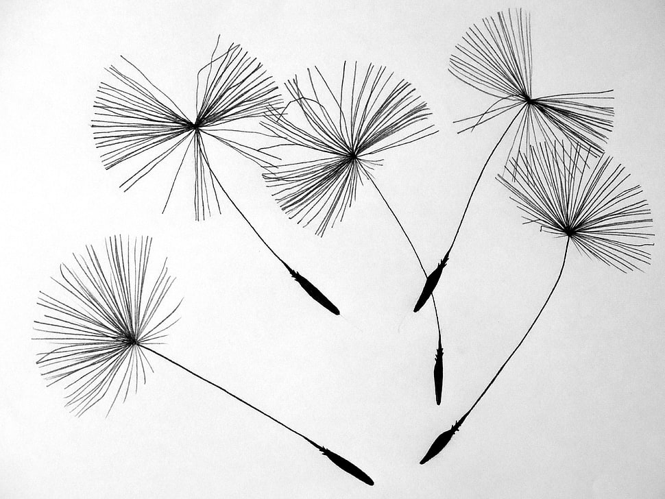 black Dandelion seeds HD wallpaper