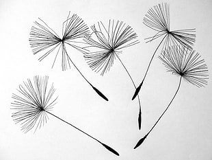 black Dandelion seeds