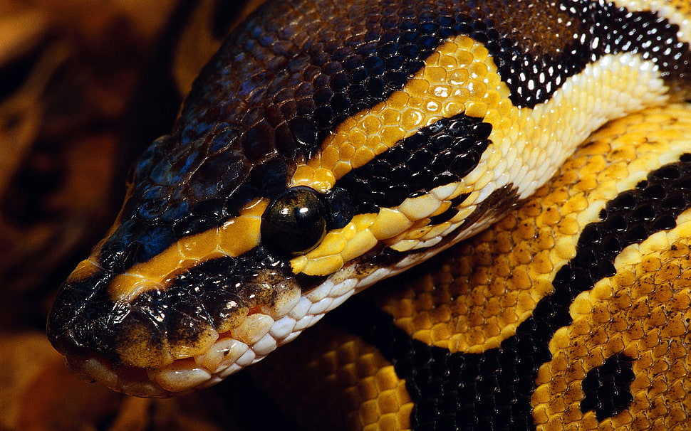 brown Burmese python, animals, snake, nature, reptiles HD wallpaper