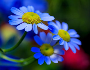 blue daisies macro photography HD wallpaper