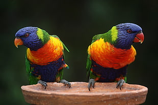 two parrots on bird bath