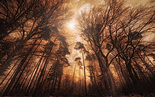 brown trees, nature, landscape, forest, mist HD wallpaper