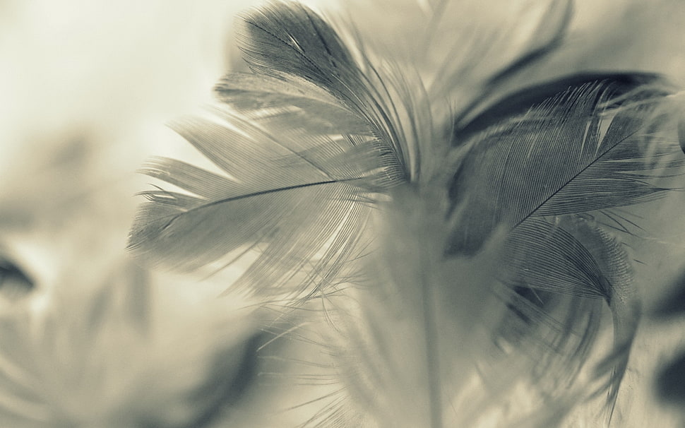 white feather HD wallpaper