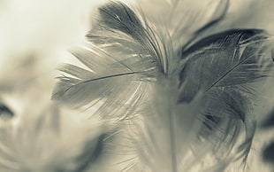 white feather