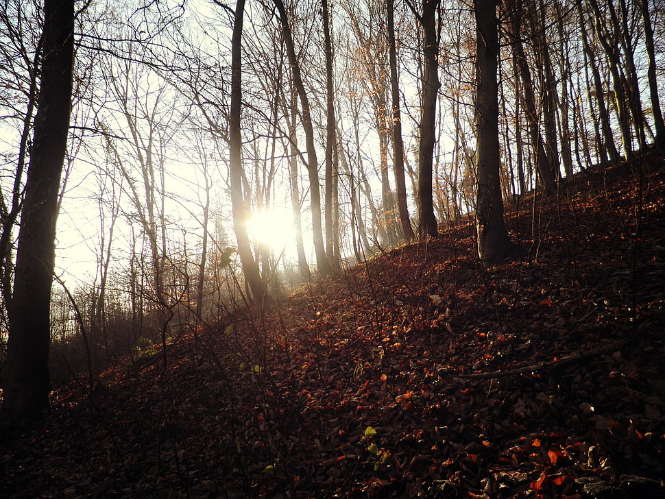 bare trees, nature, forest, Sun HD wallpaper