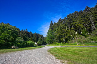 pathway through pine trees