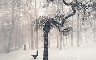black and grey bare tree, winter, snow, trees