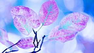 pink leaf tree closeup photo