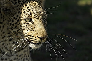Leopard photo HD wallpaper