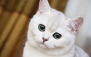 white cat HD wallpaper