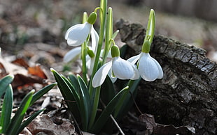 white Snowdrop flowers closeup photography