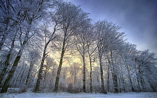 snowy tree forest photo during dusk