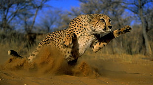 running leopard in desert, animals, nature HD wallpaper