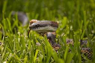 brown snake on grass HD wallpaper